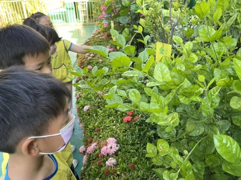 幼兒觀察植物