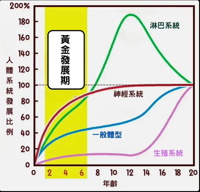 リチャード・スキャモンの発育曲線（Scammon Growth Curves）図解
